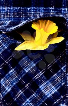 Daffodil in Shirt Pocket blue design colorful