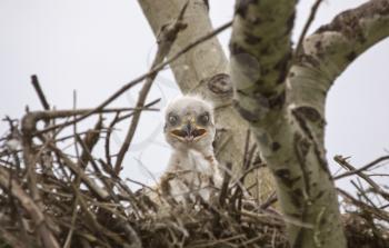 Baby Swainson Hawk in nest Saskatchewan Canada