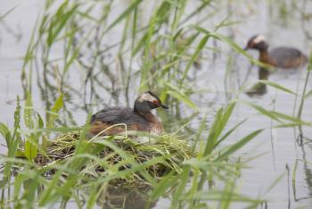 Eared Grebe in Saskatchewan Canada Pond with eggs