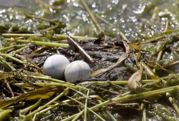 Horned Grebe Eggs in nest Saskatchewan Canada