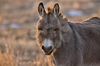 Donkey aat Sunset in Saskatchewan Canada rim light
