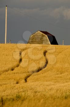 Rural Saskatchewan in summer with crops Canada Barn