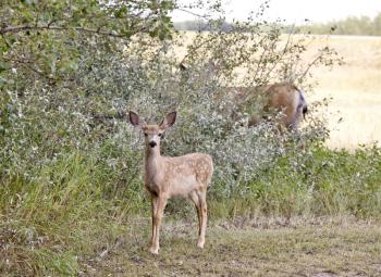 Deer in a field in Saskatchewan Canada Sunlight