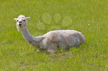 Shaved Sheared Llama Saskatchewan Canada