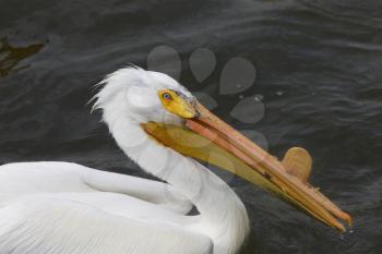 American White Pelican close up in water Canada