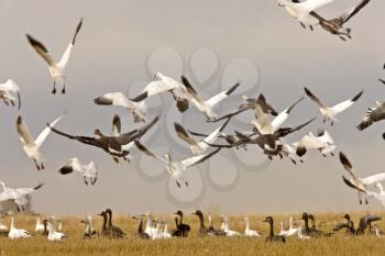 Snow geese in flight rural Saskatchewan