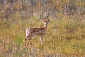 White tailed Deer fawn standing in field