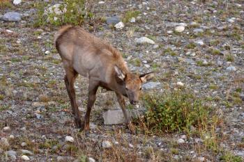 Young elk in roadside ditch in Alberta