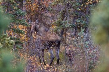 Cow and calf moose in Yukon wilds