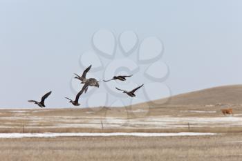 Ducks Flying Saskatchewan