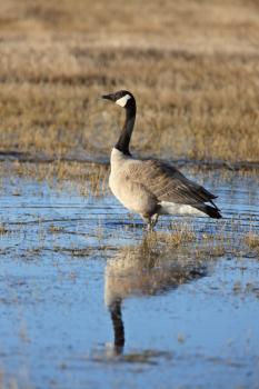Canada Goose in Wet Farmers Field