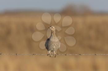 Sharptailed Grouse on Barbed Wire