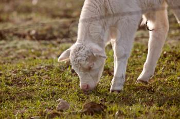 White Baby Cow Calf eating grass