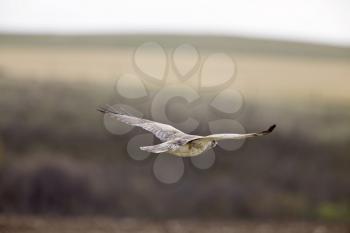 Swainson's hawk in Flight