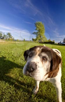 Saint Bernard dog on Hecla Island Manitoba