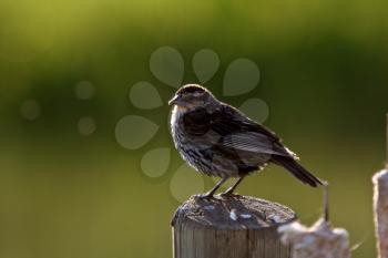 Young Yellow headed Blackbird on post