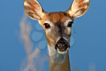 Closeup of White tailed Deer doe