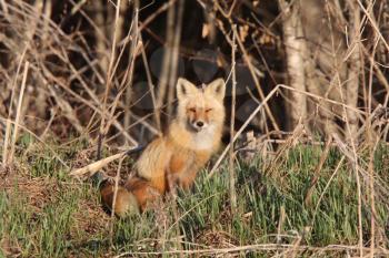 Red Fox pup on Hecla Island in Manitoba