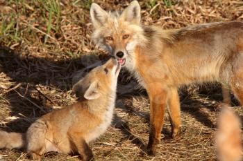 Red Fox vixen with pup on Hecla Island in Manitoba