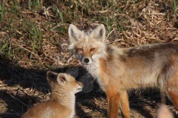 Red Fox vixen with pup on Hecla Island in Manitoba