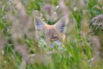 Red Fox pup in grass cover