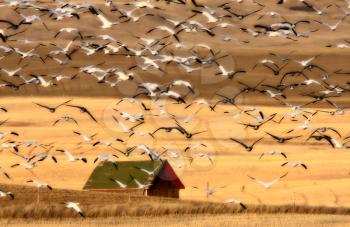 Huge flock of Snow Geese in Saskatchewan during fall migration
