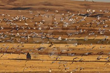 Huge flock of Snow Geese in Saskatchewan during fall migration