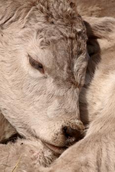 Young Calf sleeping on its shoulder