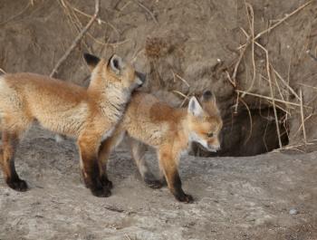 Two Red Fox pups outside their den