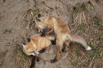 Two Red Fox pups playing outside their den