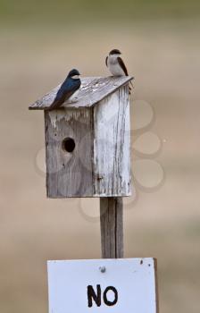 Tree Swallows on birdhouse