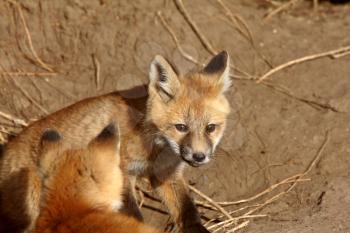 Red Fox pups outside their den