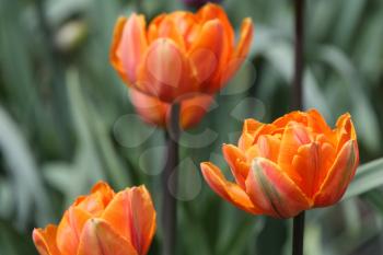 Orange flower in spring