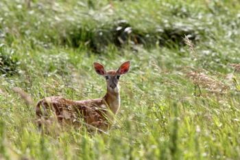 White tailed Deer doe looking at photographer
