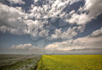 Canola and flax fields in Saskatchewan