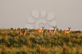 White tailed Deer bucks standing on slope