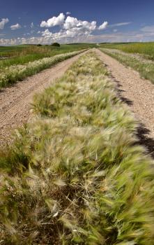 Road through Chaplin Lake Marshes in Saskatchewan