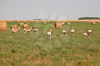 Herd of antelopes in a Saskatchewan hay field