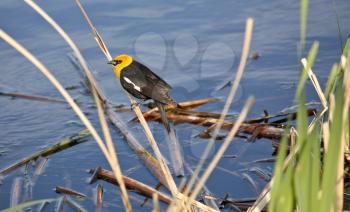 Yellow-headed Blackbird (Xanthocephalus xanthocephalus) is a medium-sized blackbird. Its length is 22-28 cm or 8.5-11 in. and it has a wingspan of 36-43 cm or 14-17 in. Adults have a pointed bill. The