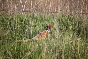 Ring-necked Pheasant (Phasianus colchicus torquatus) is an Upland Game Bird in the pheasant family Phasianidae. The adult pheasant is 53-90 cm or 21-36 in. in length with a long tail, often accounting