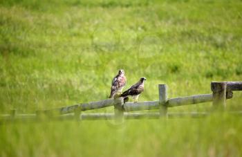 Swainson's Hawk (Buteo swainsoni) is a large hawk of the bird family Accipitridae. Their average length is 48 cm or 19 inches with a wingspan of 117-147 cm or 46-58 inches. Their average weight is 905