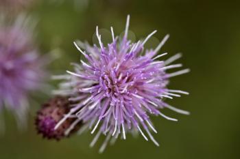 Prairies Stock Photo