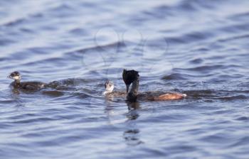 Eared Grebe with Babies Saskatchewan Marsh Canada