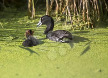 American Coot Waterhen and Babies in Marsh Canada