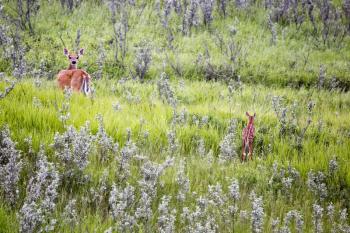 Deer and Fawn in Field in Saskatchewan Canada