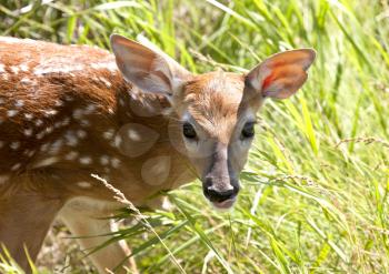 Baby Deer Doe spotted big eyes close up