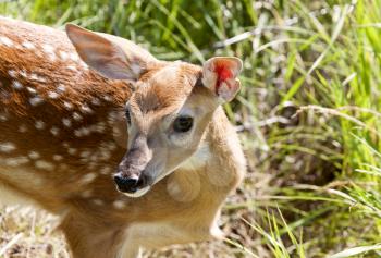 Baby Deer Doe spotted big eyes close up