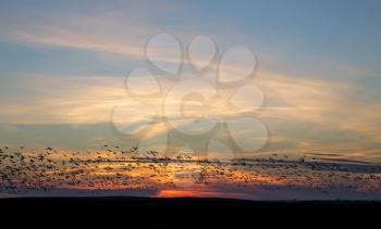 Snow Geese at Sunset in flight Canada