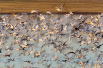 Swarm of Snow Geese in Saskatchewan Canada blurred panned