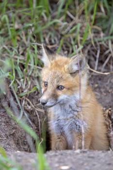 Fox Kits Near Den in Prairie Saskatchewan Canada